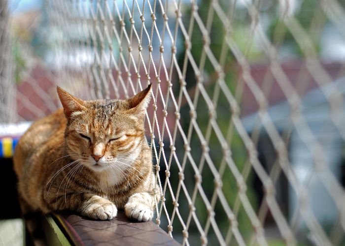 Redes de Proteção para Gatos O Ambiente Seguro para Seu Felino