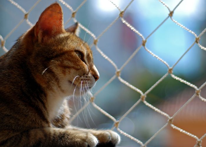 Redes de Proteção para Gatos em Suzano SP