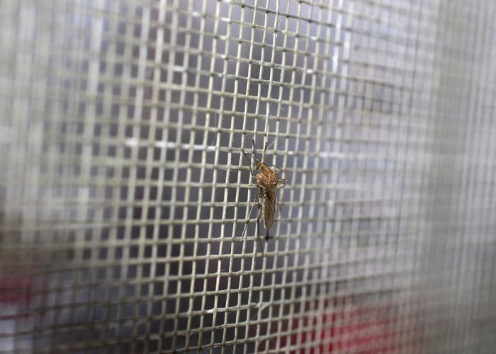 Sobre a Mosquitela Recolhível