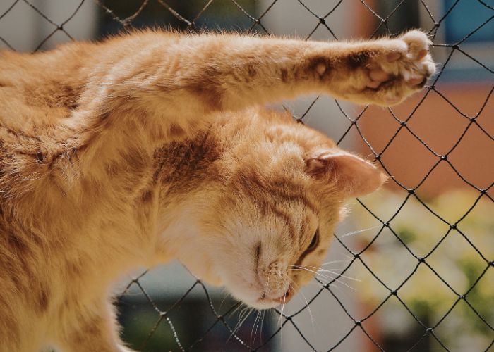 Tela de Proteção para Gatos em Biritiba Mirim